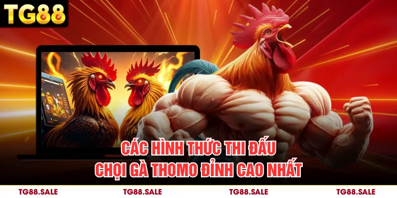 Các hình thức thi đấu chọi gà Thomo đỉnh cao nhất