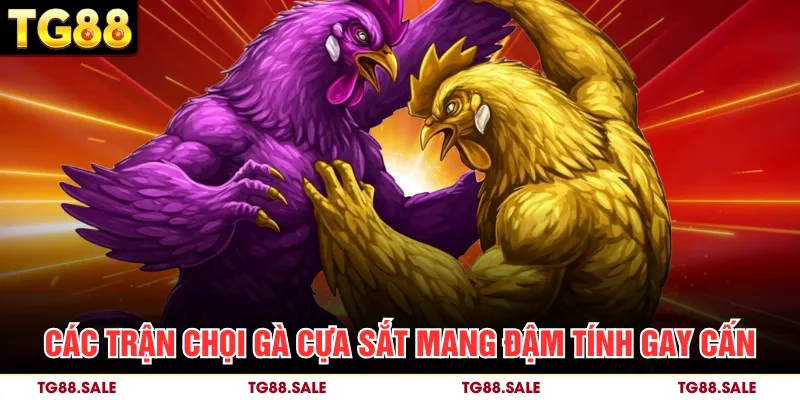 Các trận chọi gà cựa sắt mang đậm tính gay cấn