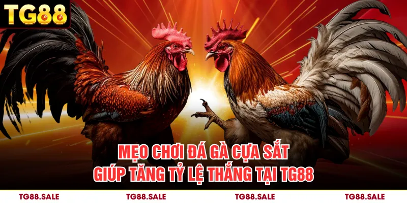 Mẹo chơi đá gà cựa sắt giúp tăng tỷ lệ thắng tại TG88