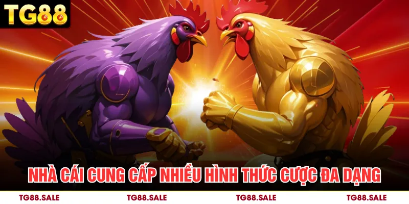 Nhà cái cung cấp nhiều hình thức cược đa dạng