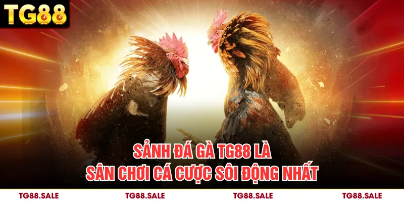 Sảnh đá gà TG88 là sân chơi cá cược sôi động nhất